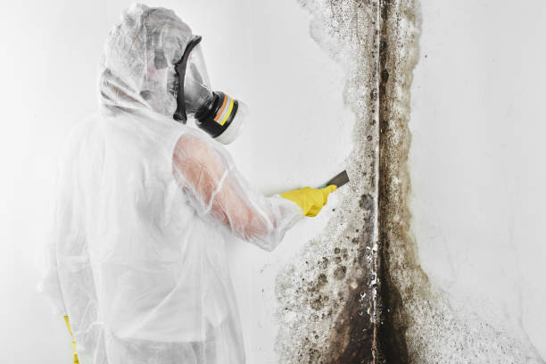 Best Emergency Mold Removal  in Edgewood, NM