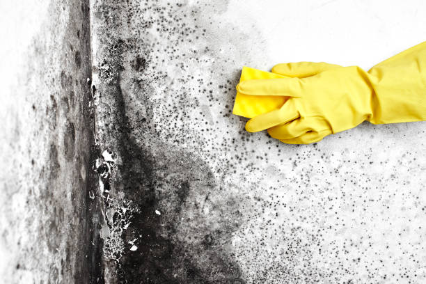 Best Mold Testing  in Edgewood, NM