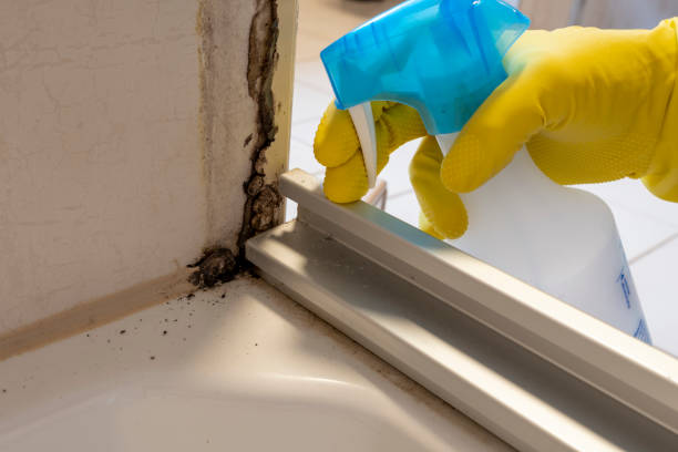 Best Home Mold Removal  in Edgewood, NM
