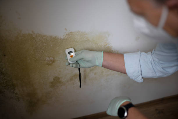 Mold Removal Process in Edgewood, NM