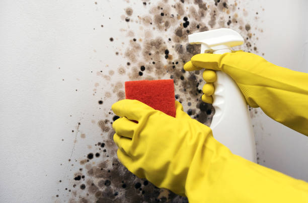 Best Fast Mold Removal  in Edgewood, NM