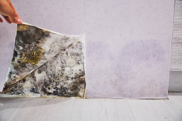 Attic Mold Removal in Edgewood, NM